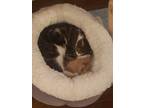 Adopt Jerri a Brown Tabby American Shorthair / Mixed (short coat) cat in