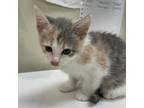 Adopt Oakland a Calico or Dilute Calico Domestic Shorthair / Mixed cat in