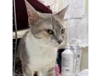 Adopt California a Calico or Dilute Calico Domestic Shorthair / Mixed cat in