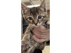 Adopt Hayden a Domestic Shorthair / Mixed cat in Birmingham, AL (34773279)