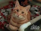 Adopt CRUZ a Orange or Red Tabby Domestic Shorthair / Mixed (short coat) cat in