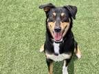 Adopt Rosie Ruff-eter a Black Doberman Pinscher / Mixed dog in Arlington