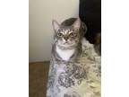 Adopt Tom a Gray, Blue or Silver Tabby Domestic Shorthair / Mixed (short coat)