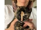 Adopt Hazel a Calico or Dilute Calico Domestic Shorthair / Mixed cat in Seal