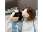 Adopt MOCHA a Brown or Chocolate Guinea Pig / Mixed small animal in Boston