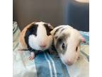 Adopt FISH a White Guinea Pig / Mixed small animal in Boston, MA (34772897)