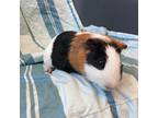 Adopt RUPE a White Guinea Pig / Mixed small animal in Boston, MA (34772894)
