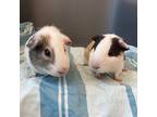 Adopt TURTLE a White Guinea Pig / Mixed small animal in Boston, MA (34772890)