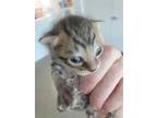 Adopt a Brown Tabby Domestic Shorthair / Mixed (short coat) cat in Fort
