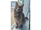 Adopt DELORES a Gray or Blue Domestic Longhair / Mixed (long coat) cat in