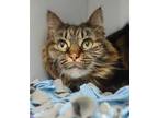 Adopt MS HUMMIMGBIRD a Brown Tabby Domestic Longhair / Mixed (long coat) cat in