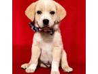 Adopt Mookie a Red/Golden/Orange/Chestnut Golden Retriever / Mixed dog in