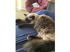 Adopt Sadie a Brown or Chocolate Himalayan / Mixed (long coat) cat in De Pere