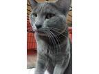 Adopt Clayton a Gray or Blue Domestic Shorthair / Mixed cat in Phillipsburg