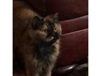 Adopt Coco Chanel a Brown or Chocolate Persian / Mixed cat in Helotes
