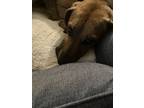 Adopt Brandy a Brown/Chocolate - with Black Hound (Unknown Type) dog in Little