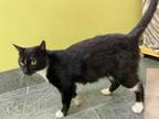 Adopt Lexie a All Black Domestic Shorthair / Domestic Shorthair / Mixed cat in