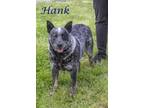 Adopt Hank (D22-068) a Black Australian Cattle Dog / Mixed dog in Lebanon
