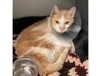 Adopt Henry a Orange or Red Domestic Shorthair / Mixed cat in Pittsburgh