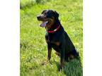 Adopt Atlas a Black Rottweiler / Mixed dog in Jackson, MI (34772359)