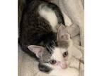 Adopt CLOUD a Gray, Blue or Silver Tabby Domestic Shorthair / Mixed (short coat)