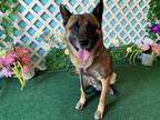 Adopt HAMLET a Brown/Chocolate - with Black German Shepherd Dog / Mixed dog in