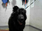 Adopt GREEDY a Black Chow Chow / German Shepherd Dog / Mixed dog in Atlanta