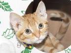 Adopt IVY A Orange Or Red Tabby Domestic Shorthair  Mixed Short Coat Cat In St Louis MO 34772186

Spayedneutered