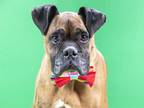 Adopt CHAVO A Brindle Boxer  Mixed Dog In St Louis MO 34282776

Spayedneutered