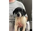 Adopt Natasha a Black Collie / Labrador Retriever / Mixed dog in Bowling Green