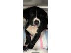 Adopt Boris a Black Collie / Labrador Retriever / Mixed dog in Bowling Green