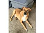 Adopt Cletus a Red/Golden/Orange/Chestnut - with White Border Collie / Mixed dog