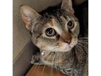 Adopt Tabby a Brown or Chocolate Domestic Shorthair / Mixed cat in Chatham