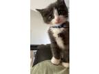 Adopt Sven a Gray or Blue (Mostly) Domestic Shorthair / Mixed (short coat) cat