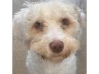 Adopt Santaquin a White - with Tan, Yellow or Fawn Poodle (Standard) / Mixed dog
