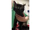 Adopt NOODLES A Black Mostly Domestic Shorthair  Mixed Short Coat Cat In Saginaw MI 34772311

Spayedneutered