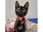 Adopt Trixie a All Black Domestic Shorthair / Mixed cat in Edinburg