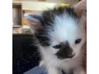 Adopt Silverstein a All Black Domestic Shorthair / Mixed cat in Edinburg