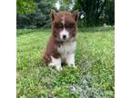 Adopt Archie a Siberian Husky / Mixed dog in Eufaula, OK (34772146)