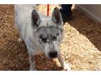 Adopt JONES a White - with Gray or Silver Husky / Mixed dog in Tacoma