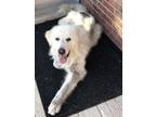 Adopt Hank a White - with Gray or Silver Great Pyrenees / Mixed dog in