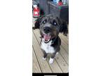 Adopt Bella a Black - with White Husky / Poodle (Standard) / Mixed dog in