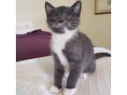 Adopt Felix a Gray or Blue Russian Blue / Mixed cat in Winchester, VA (34772009)