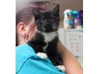 Adopt Squash a Domestic Shorthair / Mixed cat in Salisbury, MD (34771981)