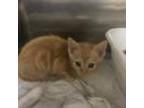 Adopt Peaches a Orange or Red Domestic Shorthair / Mixed cat in Gadsden