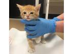 Adopt Spruce a Orange or Red Domestic Shorthair / Mixed cat in Gadsden