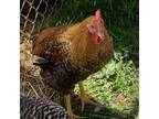 Adopt Mr. Clucks a Chicken bird in Quakertown, PA (34771959)