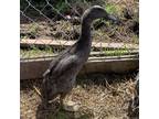 Adopt Bubbles a Duck bird in Quakertown, PA (34771952)