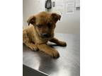 Adopt Cloudberry a Brown/Chocolate Mixed Breed (Medium) / Mixed dog in