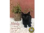 Adopt Mandy a Domestic Shorthair / Mixed cat in Nicholasville, KY (34771844)